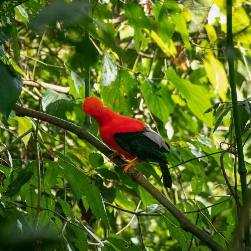 Gallito de Roca, Jardín