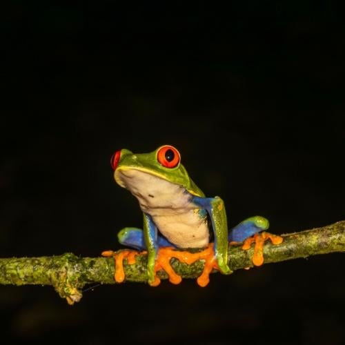 Roodoogmakikikker in Costa Rica
