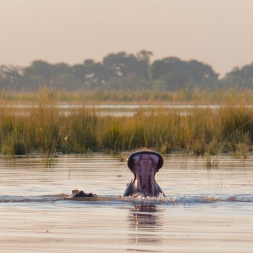 Nijlpaard in de Chobe-rivier