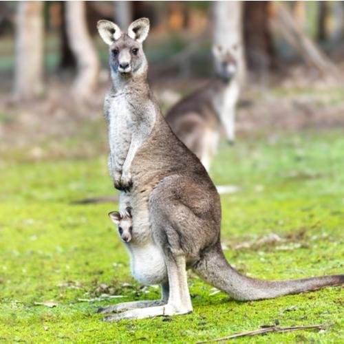 Grampians National Park