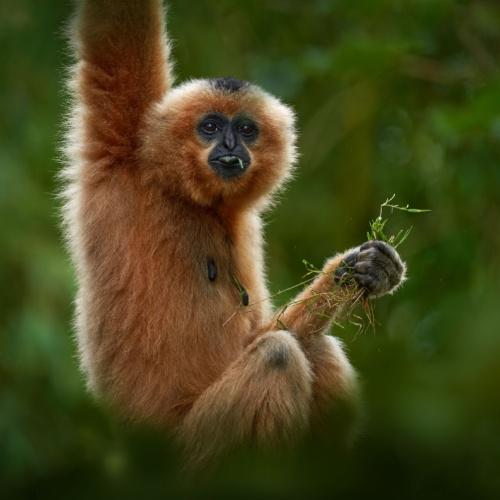 Gibbon bij de Mekong Delta