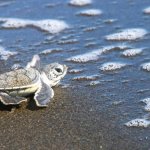 Turtle Tortuguero NP