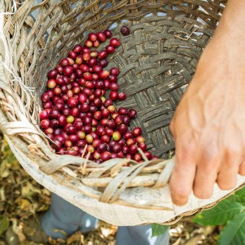 Finca Don Lucas Tour & Koffieproeverij