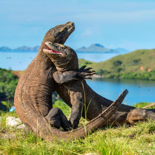 Komodo Varanen (Rinca eiland), Flores