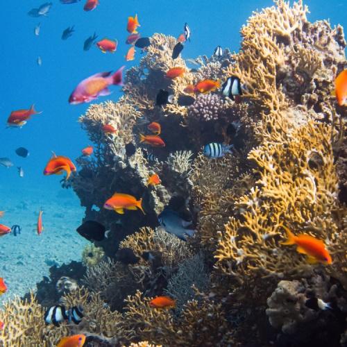 Aqaba, Rode Zee