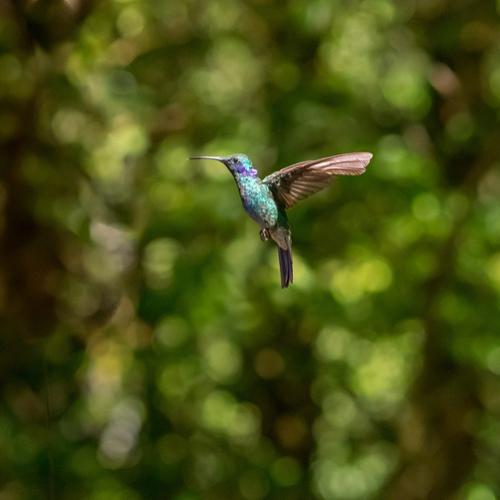 Monteverde