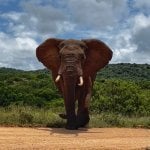 Olifant in Addo Nationaal Park
