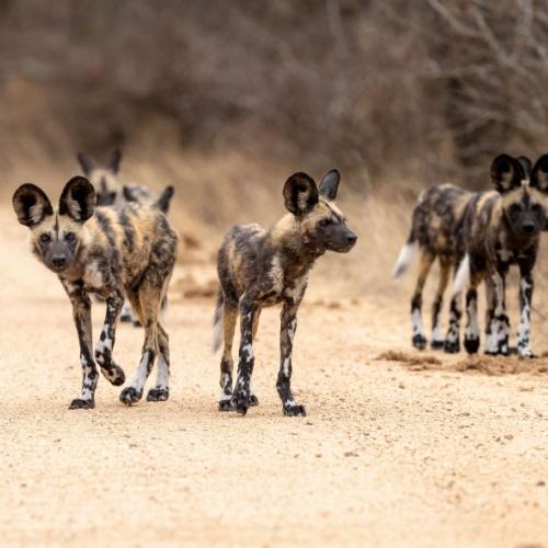 Afrikaanse Wilde Hond, Kruger Nationaal Park (Hazyview)