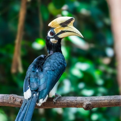 Sabah, neushoornvogel