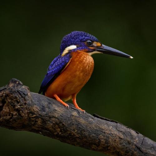 Vogel in Borneo