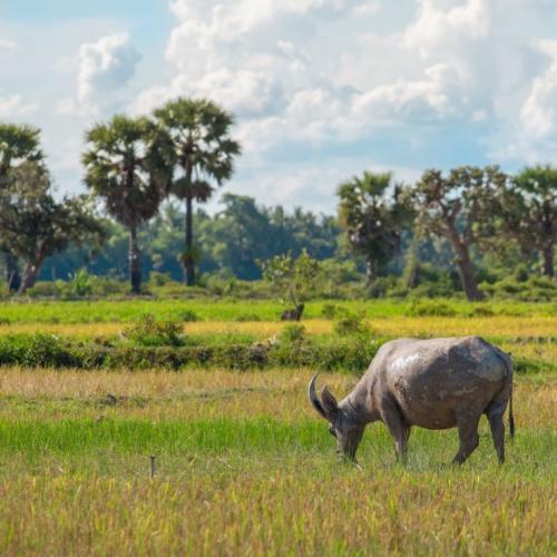 Cambodjaanse buffel