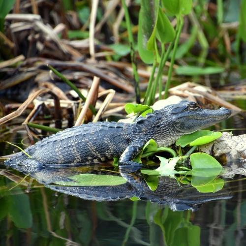 Everglades National Park, baby-alligator