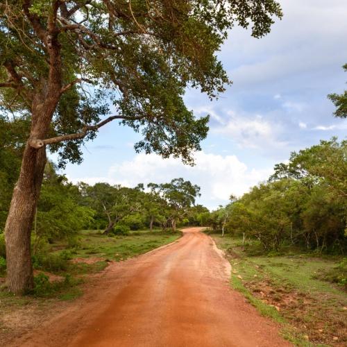 Wilpattu National Park