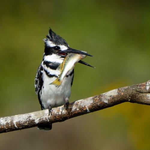IJsvogel bij Bogoriameer