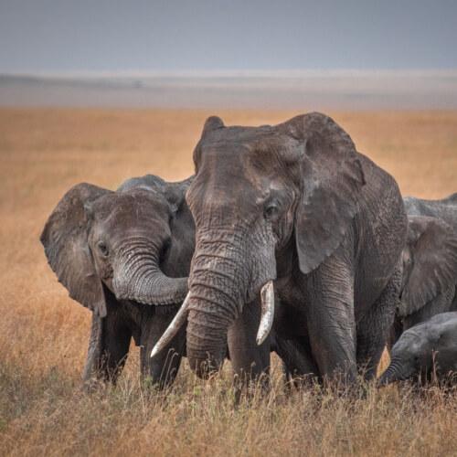 Serengeti, olifanten