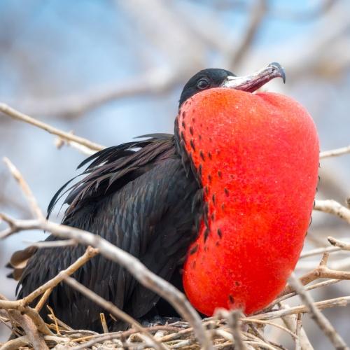 Fregatvogel, Seymour Island