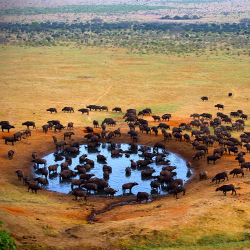 Masai Mara National Park