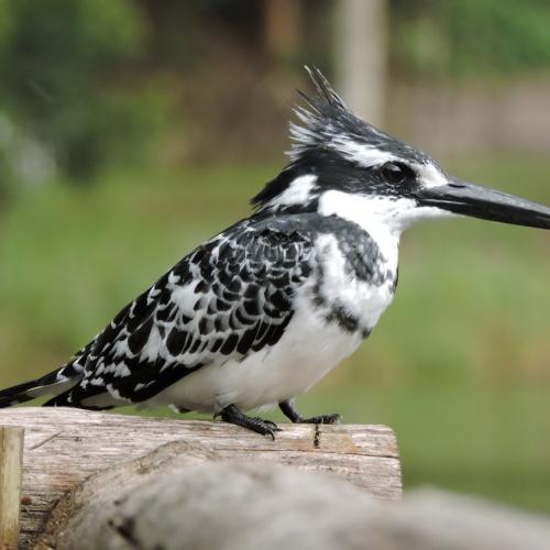 IJsvogel bij Bunyonimeer
