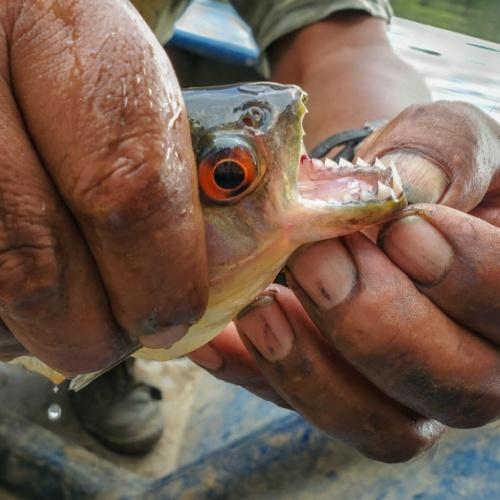 Piranha vissen