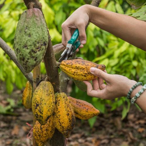 Cacaoboon knippen 