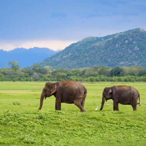 Yala Nationaal Park