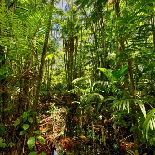 Boni Trail, Suriname