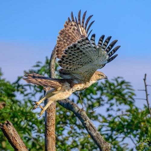 Sri Lanka, Kuifaalarend in Udawalawe NP