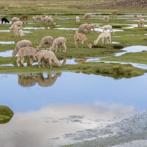 Drinkende alpaca's bij Pampa Cañahuas 