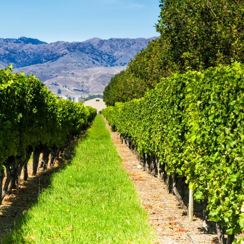 Marlborough wijngebied