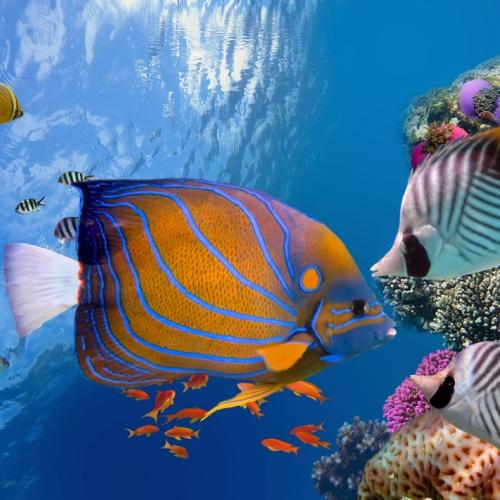 Onderwaterwereld van Hurghada