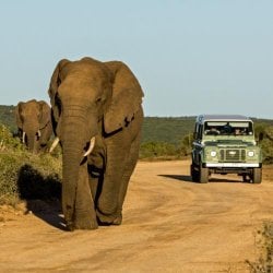 Addo Nationaal Park - Zuid-Afrika
