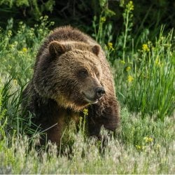 Grizzly Bear