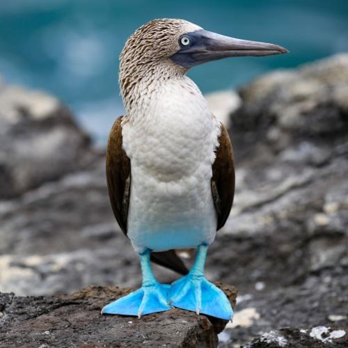 Blue Footed Booby, Galapagos Eilanden