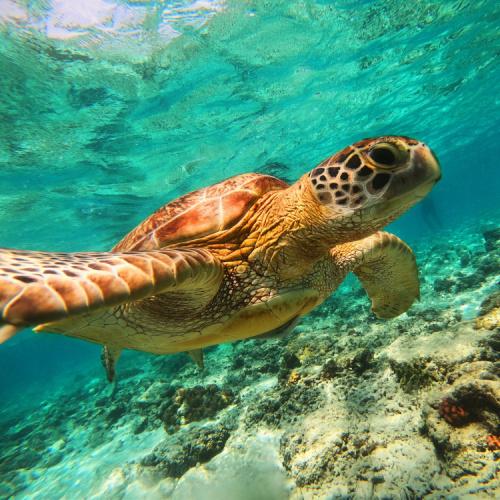 Zeeschildpad bij de Gili eilanden