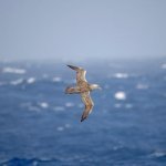 Antarctica op zee