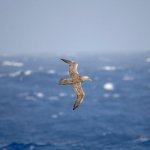Antarctica op zee