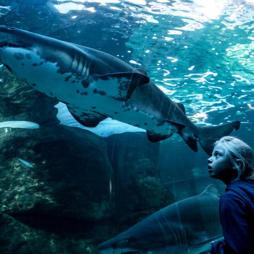 Bezoek Two Oceans Aquarium