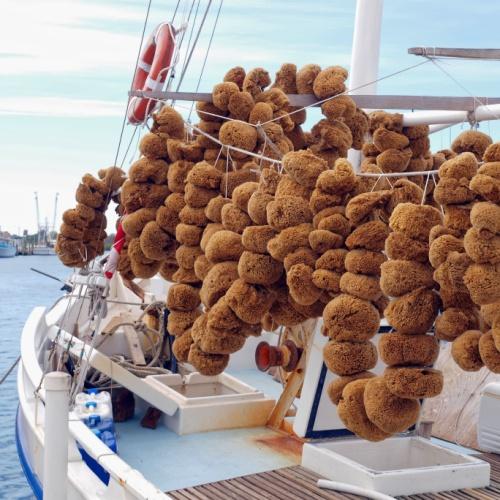 Tarpon Springs, natuurlijke zee-sponzen