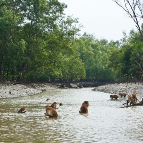 Klong Kone Mangrove, apen