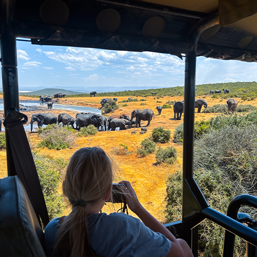 Gamedrive Addo National Park
