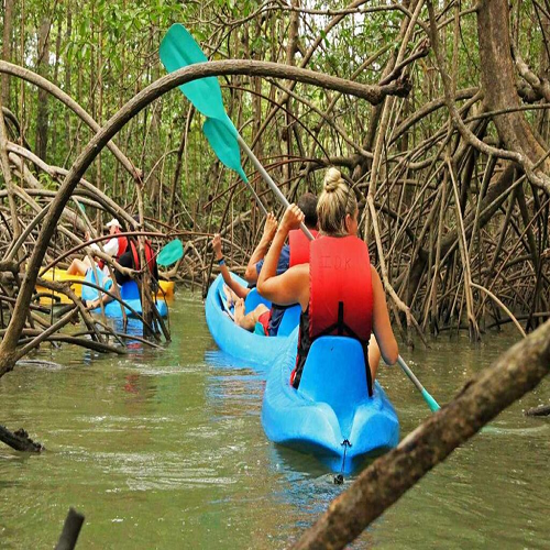 Manuel Antonio - Mangrove