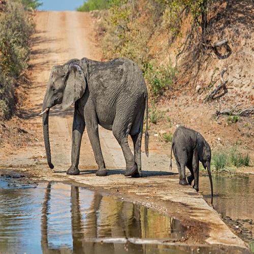 Moeder en babyolifant in Krugerpark
