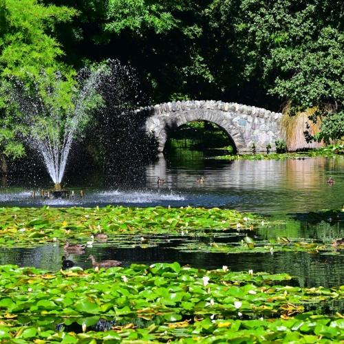 Queenstown gardens