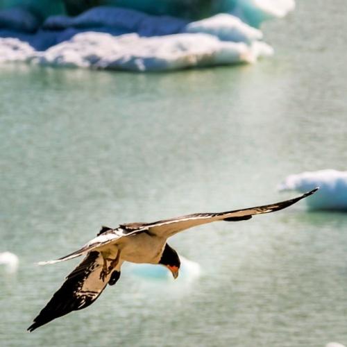 El Chaltén, fauna