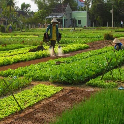 Tra Que moestuin