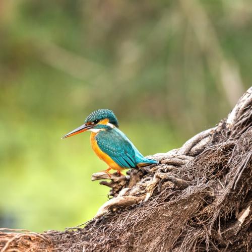 Keoladeo NAtionaal Park, ijsvogel