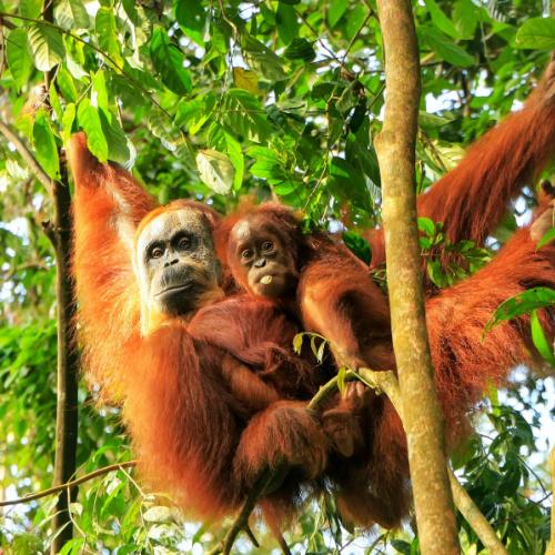 Orang oetans spotten in de jungle