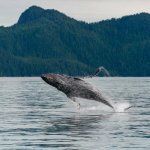 Walvis, Kenai Fjords Nationaal Park