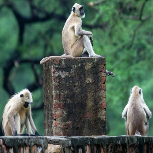 Kanha Nationaal Park, apen