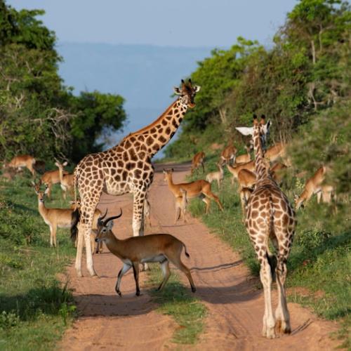 Murchison Falls, giraf
